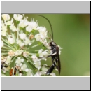 Achaius oratorius - Schlupfwespe m01e 15mm - OS-Hellern Wiese det06.jpg